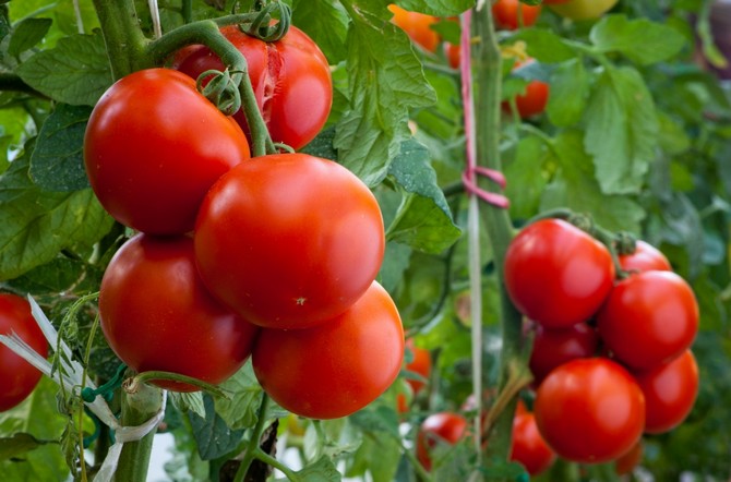 Berpakaian tomato selepas menanam di tanah