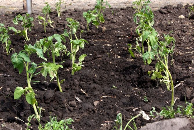 Den första utfodringen av tomater efter plantering av jorden