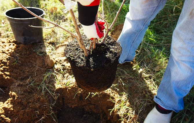 Cara menanam pokok epal dan pir dari keratan