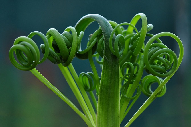 Albuca - penjagaan di rumah. Penanaman, pemindahan dan pembiakan Albuca. Penerangan, jenis. Gambar