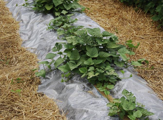 Jordbruksteknik för sötpotatis i mittfältet: trädgårdssäng och plantering