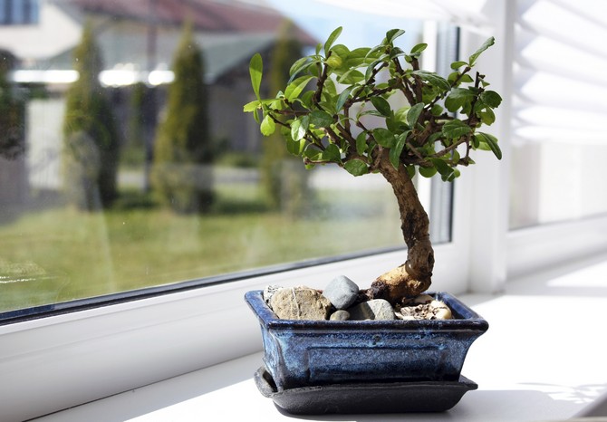 Hur man planterar och odlar ett bonsai-träd hemma.