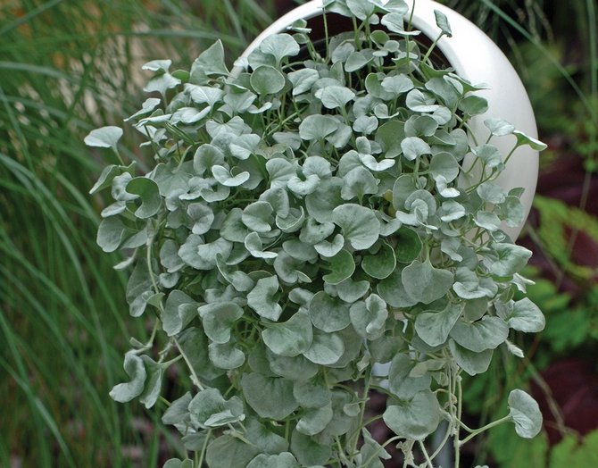 Dichondra - penjagaan rumah. Penanaman, pemindahan dan pembiakan Dichondra. Penerangan, jenis. Gambar