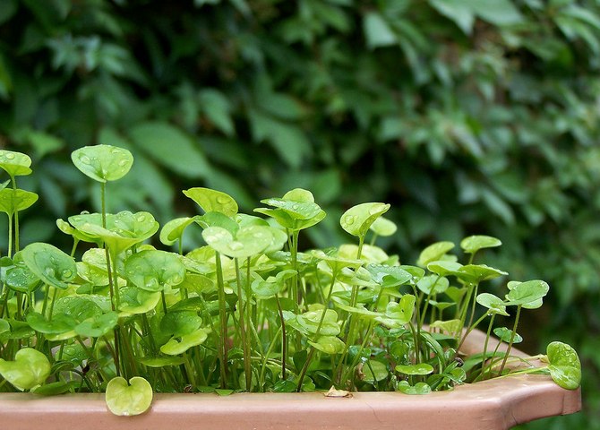 Dichondra boleh tumbuh di bilik dengan tahap kelembapan udara yang rendah