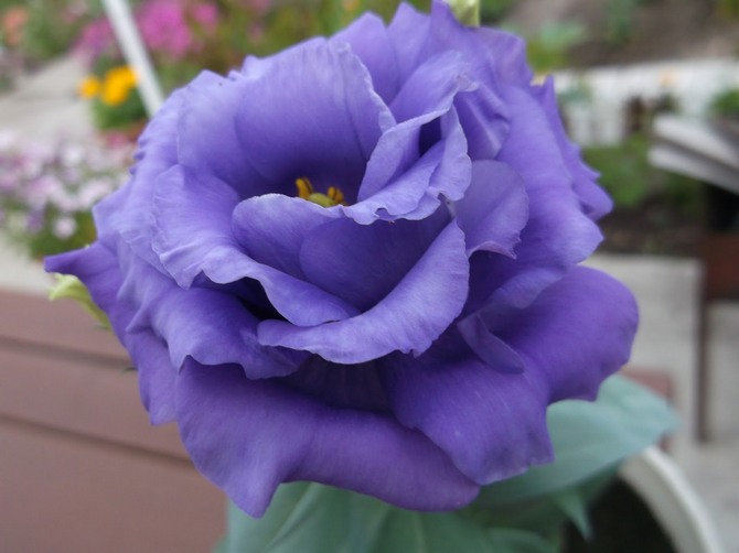 Eustoma atau lisianthus - penjagaan di rumah. Penanaman, pemindahan dan pembiakan Eustoma. Penerangan, jenis. Gambar