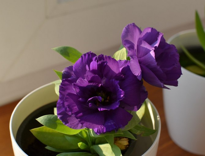 Eustoma vård hemma