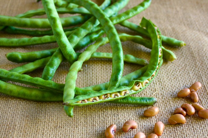 Mengapa menanam kacang asparagus?