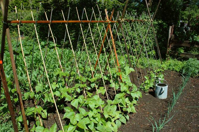 Menanam kacang asparagus di kebun