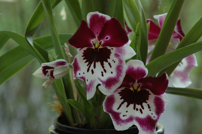 En vilande period krävs för att stimulera blomningen av miltonia.