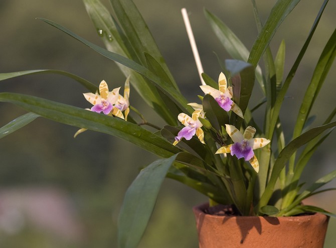 Miltonia kommer att växa bra och snälla med sin blomning vid tillräckligt hög luftfuktighet - cirka 60-80%.