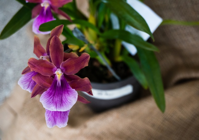 Miltonia vård hemma