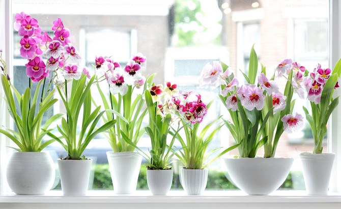 Jenis miltonia yang popular