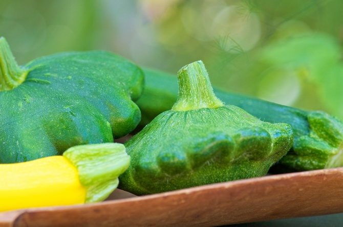 Squash - odling och vård. Plantering av squash i öppen mark och koppar