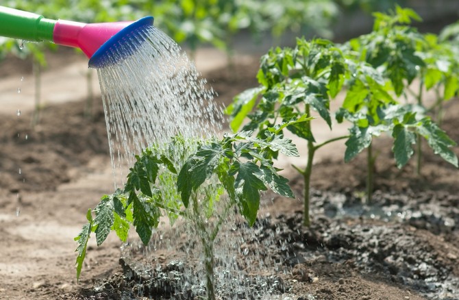 Bevattna plantor i öppna sängar