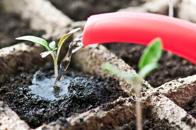 Bevattna plantorna måste göras mycket noggrant, eftersom växterna fortfarande är ömtåliga och lätt kan skadas.