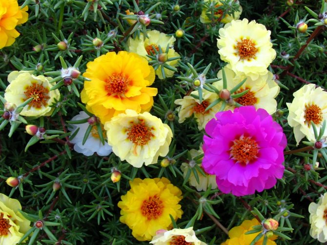 Purslane - penanaman dan penjagaan. Menanam bunga pucuk dari biji. Penerangan, jenis. Gambar