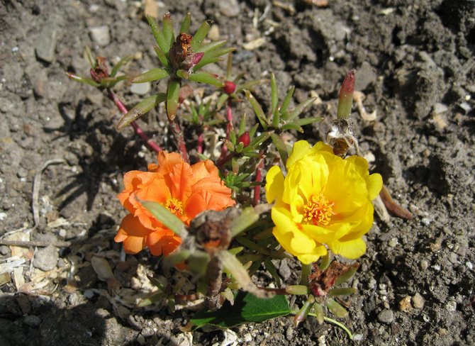 Plantera purslane i öppen mark