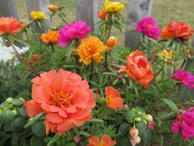 Purslane dalam reka bentuk landskap