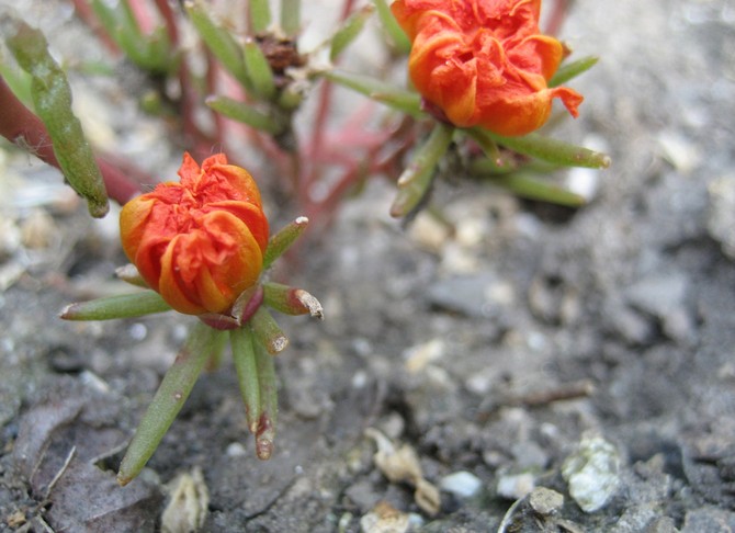 Purslane selepas berbunga