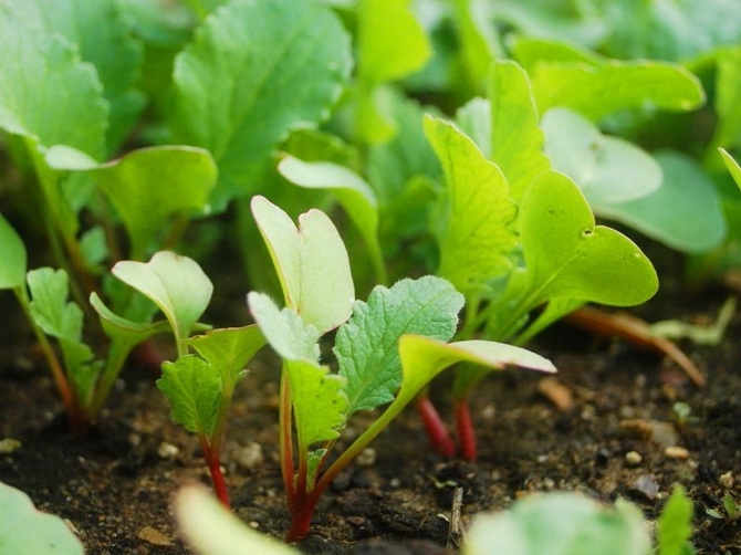 Plantera rädisor på våren