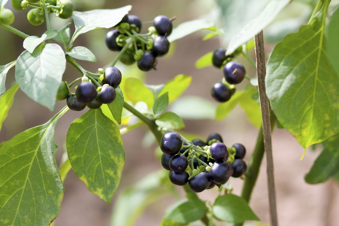 Sunberry - tumbuh dan merawat buah beri dari biji