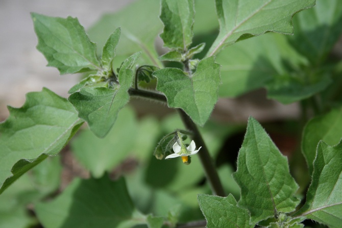 Cara menanam sunberry di kebun sendiri