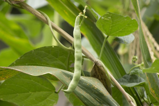 Ciri-ciri tumbuh dan merawat kacang asparagus