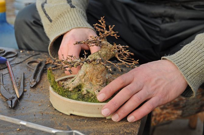 Petunjuk dan gaya bonsai