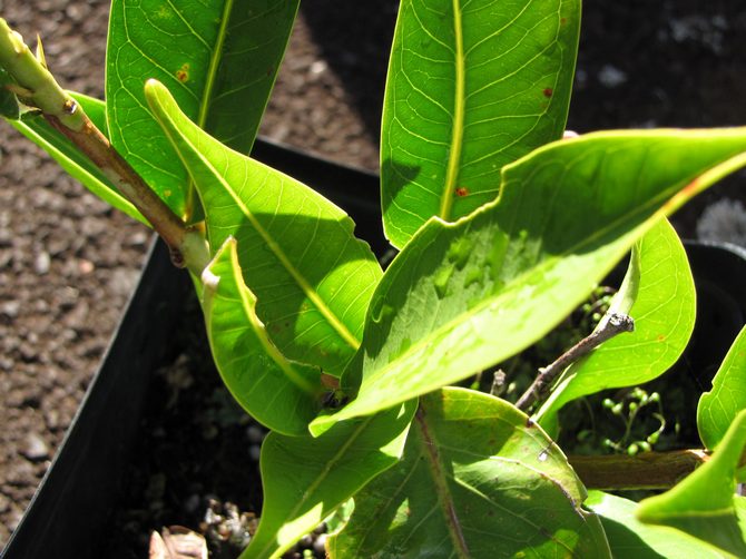 Från mars till september behöver syzygium regelbunden befruktning.