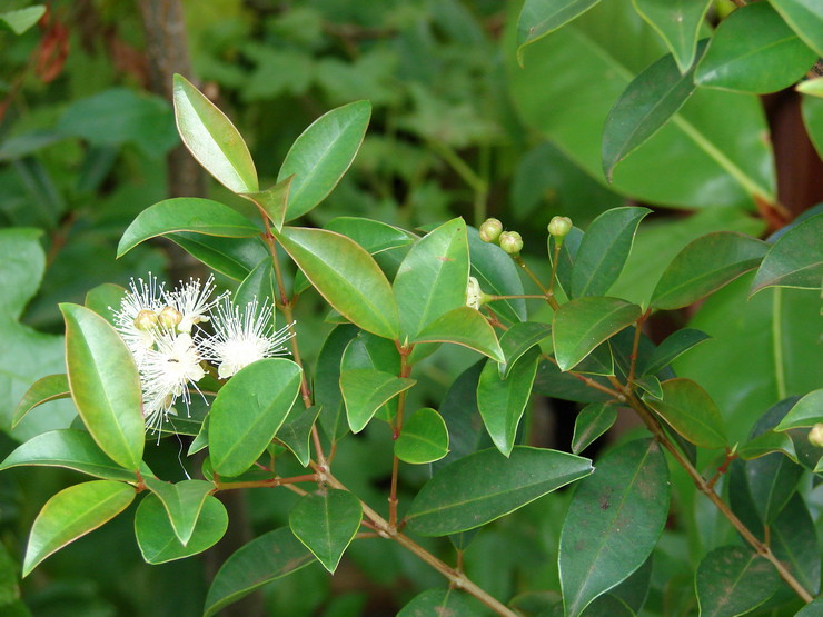 Syzygium - hemvård. Syzygiumodling, transplantation och reproduktion. Beskrivning, typer. Ett foto