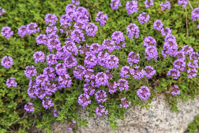 Tumbuh thyme atau thyme dari biji untuk anak benih di rumah. Penerangan, foto varieti