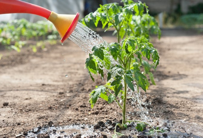 Berapa kerap menyiram anak benih tomato setelah memetik, menanam di tanah dan di rumah hijau