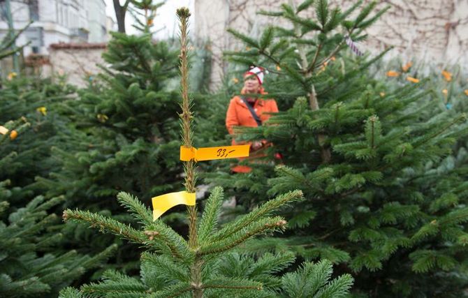 Petua bagaimana memilih pokok Krismas yang tepat