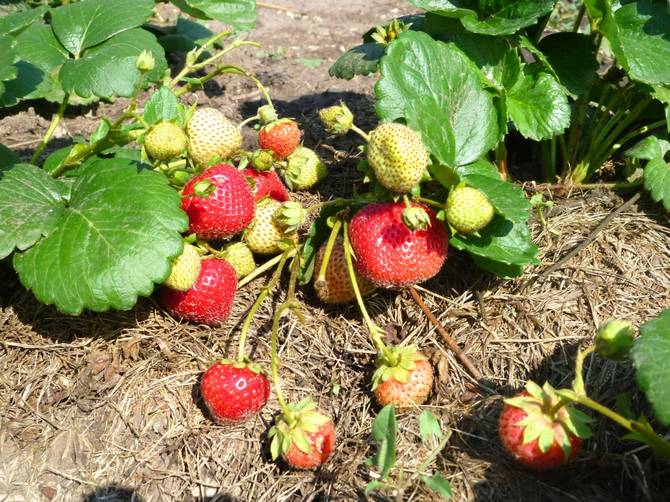 Cara menjaga strawberi setelah menanam