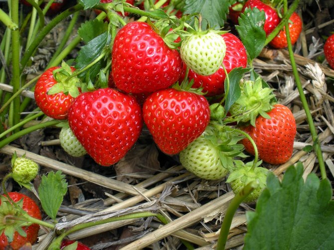 Menyiapkan strawberi yang masih ada untuk musim sejuk