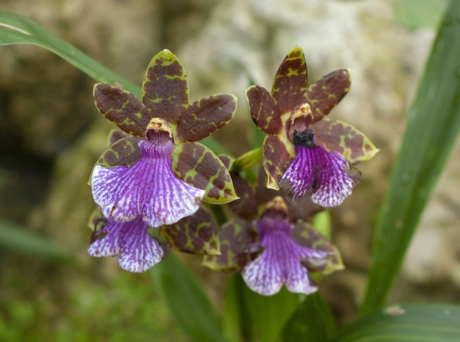 Zygopetalum - hemvård. Odling av zygopetalum orkidéer, transplantation och reproduktion. Beskrivning. Ett foto