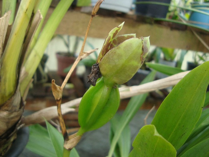 För att zygopetalum ska blomstra behöver den vila.