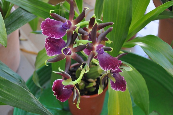 Reproduktion av zygopetalum