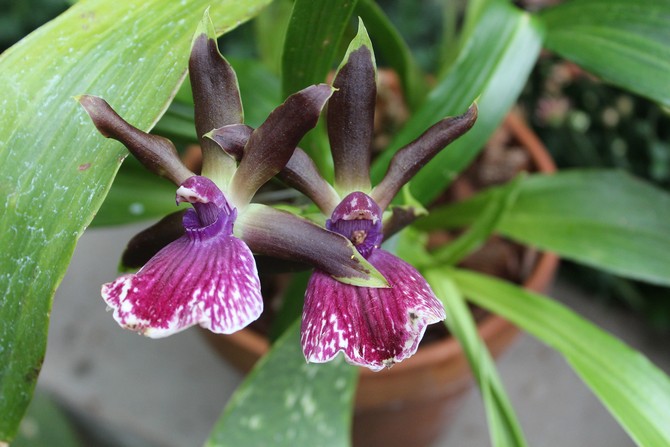 Zygopetalum tumbuh dengan baik dan berkembang di bilik dengan kelembapan udara yang rendah.