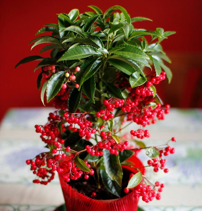 Ardisia tumbuh dengan baik pada kelembapan tinggi.