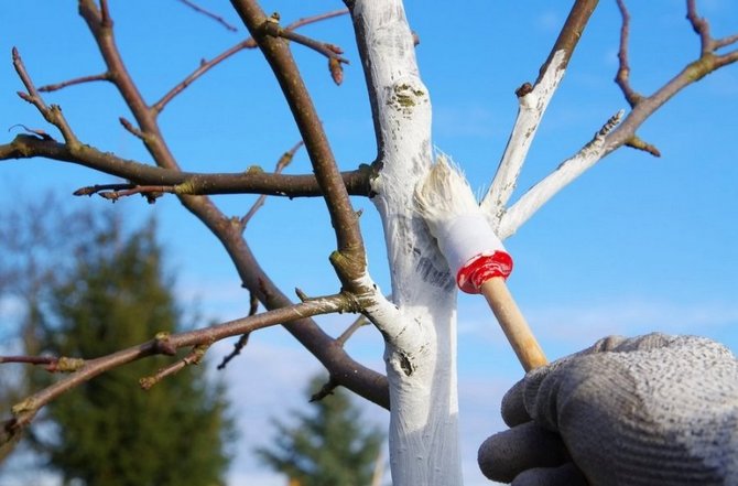 Bagaimana cara memutihkan pokok dengan betul?