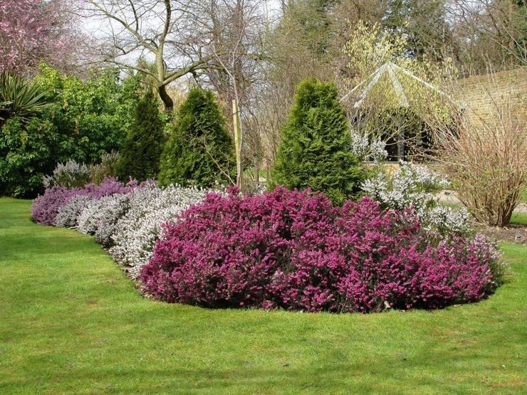 Heather dalam reka bentuk landskap