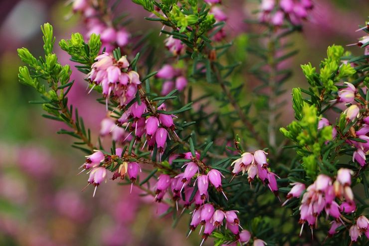 Penerangan mengenai heather