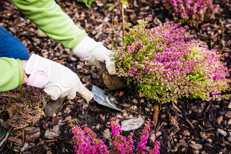 Menanam heather di tanah terbuka