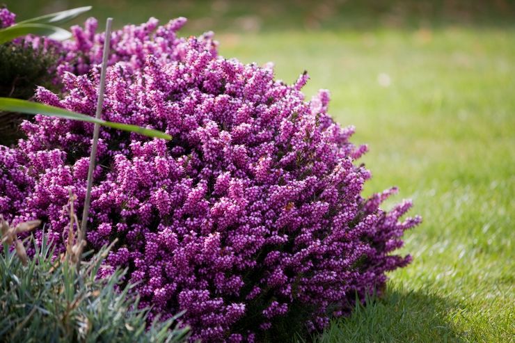 Heather vård i trädgården