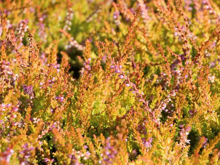 Varieti Heather dengan dedaunan keemasan