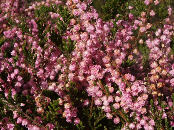 Varieti Heather dengan bunga berganda