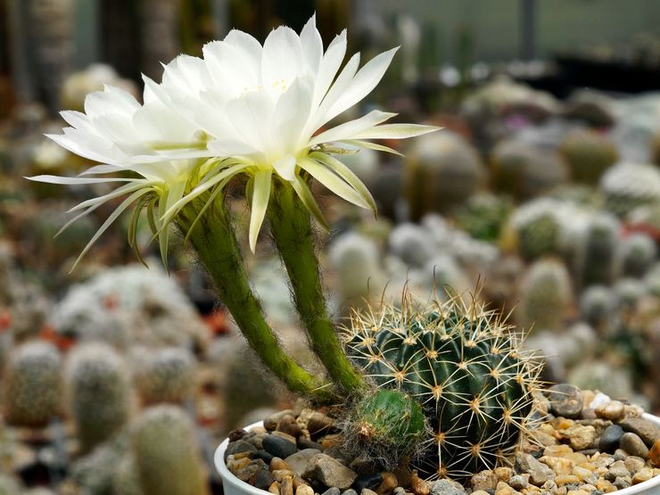 Echinopsis kroknosad