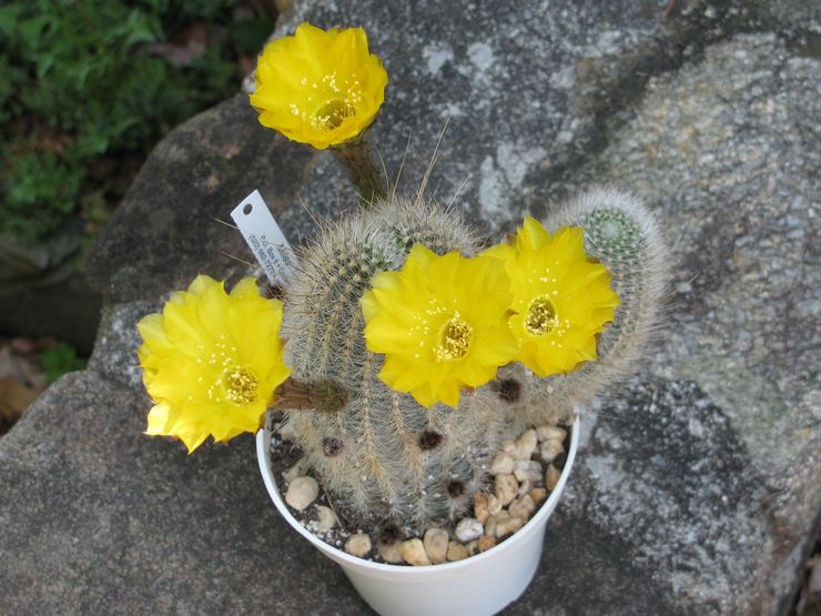 Echinopsis keemasan