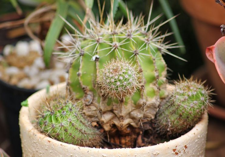 Echinopsis skadedjur och sjukdomar